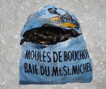 Blue Mussel / Moule Bouchot 