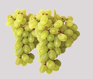 Chasselsas Golden Grape