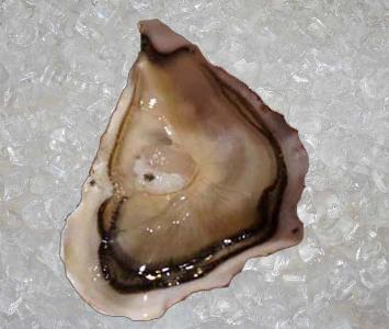 Majestic Oyster