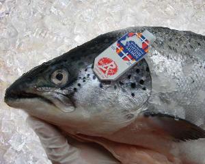 Salmon - Label Rouge