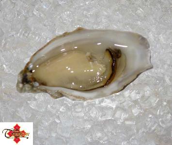 Speciale Tradition Oyster