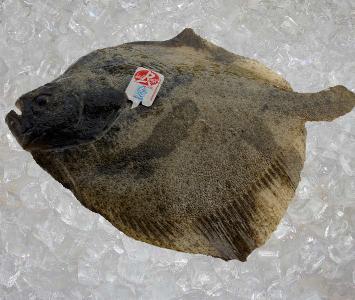 Turbot Label Rouge