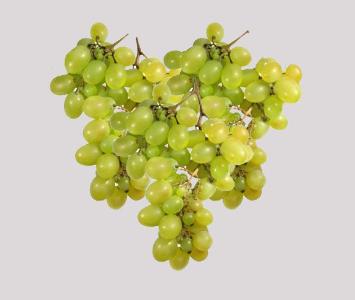 White Italian Grape