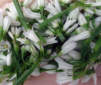 Wild Garlic Flower