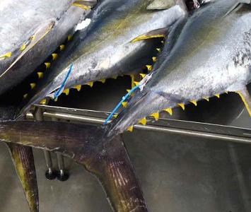 Yellowfin Tuna Whole